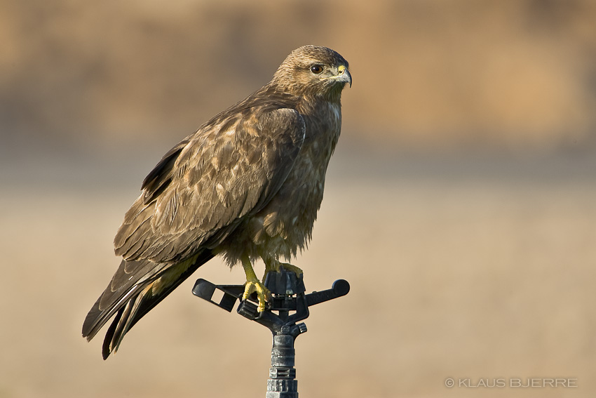 Steppe Buzzard_KBJ8623.jpg - Steppe Buzzard - Kibbutz Neot Semadar